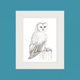 Cissie the Barn Owl