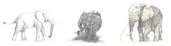 elephants