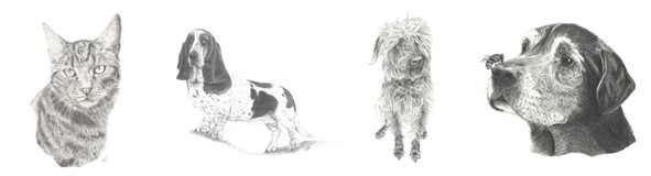 Pet portraits