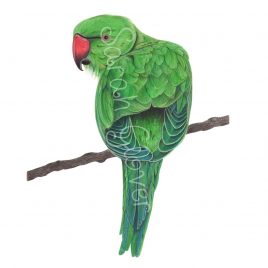 Bruno the Parakeet