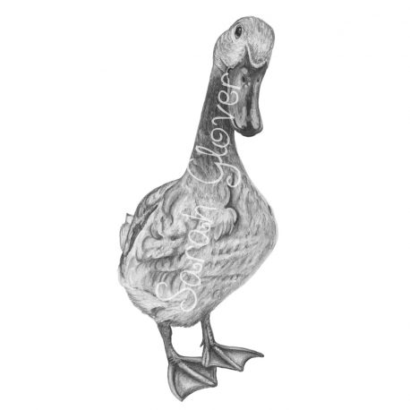 Daphne Duck