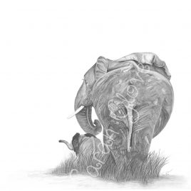 First Love Elephants