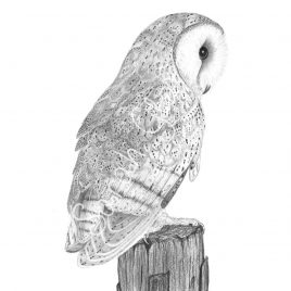 Jeffrey the Barn Owl