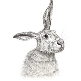 Merlin the Hare