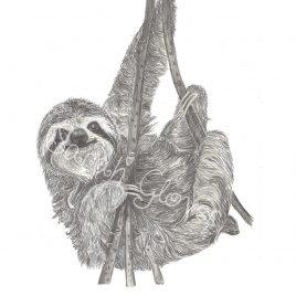 Norman the Sloth