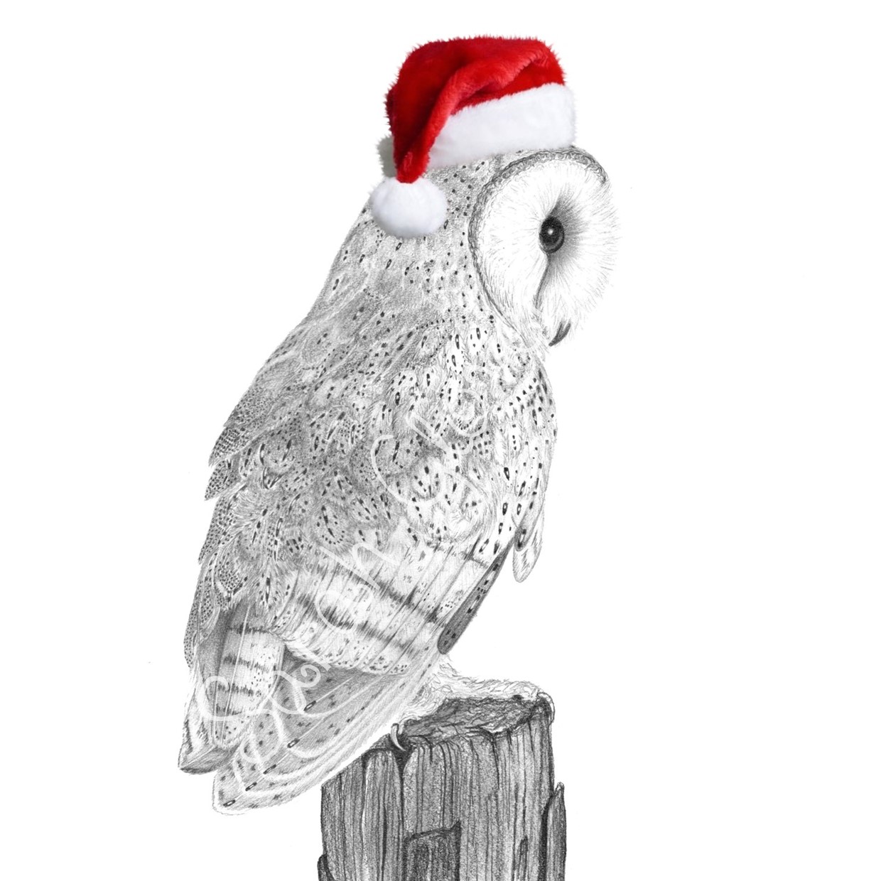 Christmas Barn Owl - Sarah Gee Fine Art