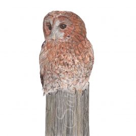 Galene the Tawny Owl